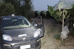 Sventato un furto di uva tra Mariotto e Palombaio, ladri in fuga
