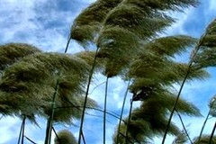 Allerta meteo prolungata su Bitonto per rischio vento