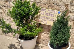 I bambini dell'I.C. C. Sylos portano due alberi in Via Solferino