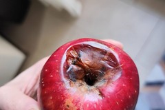 Mense scolastiche, Lorusso, Altamura e Tatulli: «Sindaco fornisca risposte»