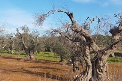 La xylella è a Canosa: a Bitonto in allarme comparto olivicolo