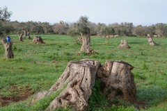 Sicolo, CIA Puglia: «Conseguenze tragiche se la Xylella avanza ancora»