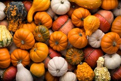 Coldiretti Puglia: "Per Halloween +20% produzioni zucche"