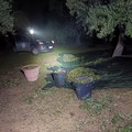 Sventato un furto di olive a Bitonto: ladro fermato, refurtiva recuperata