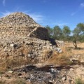 Bitonto in agricoltura: furti in campagna, la risposta dei Consorzi