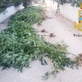 La marijuana cresce nelle case. Boom di piante in orti e balconi