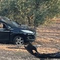 Ancora un incidente a Bitonto. Impatto sulla sp 231: 4 feriti
