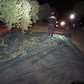 Tentano di rubare le olive, poi scappano. Furto sventato dal consorzio Custodia Campi
