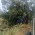 Auto fuori strada sulla sp 231 finisce tra gli alberi: illeso il conducente