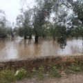 Maltempo, a Bitonto allagamenti nell'agro