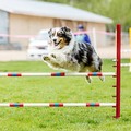 Giornata del cane, appuntamento il 6 novembre a Bitonto