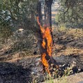 Fiamme nei campi: Vigili del Fuoco in azione a Bitonto sulla sp 156