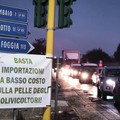 Sp 231 bloccata: gli olivicoltori in protesta a Bitonto