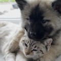 A Bitonto la Giornata della microchippatura degli animali