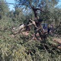 Strage di ulivi secolari a Bitonto, quasi 40 alberi tagliati nella notte