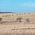 Cinghiali, il Parco dell'Alta Murgia è ancora sotto assedio
