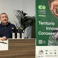 Olivi espiantati per il fotovoltaico, Fracchiolla: “Così si sradica ciò che ci identifica”