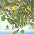 A Bitonto tre appuntamenti per la sesta edizione della Settimana della Biodiversità pugliese