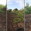 Atto di intimidazione ad imprenditore agricolo a Bitonto. Tagliati 30 alberi di mandorlo