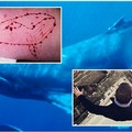 Blue Whale, ragazzina salvata dalla Polizia a Bari. Damascelli: «Gioco diabolico»