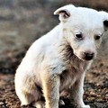 Automobilista bitontino salva cucciolo di cane sulla strada tra Andria e Canosa