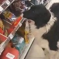 Col cane senza museruola nel negozio dei neonati: viene allontanata e pubblica un video diffamatorio