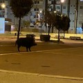 Cinghiale a spasso nella 167 di Bitonto