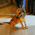 Cane smarrito recuperato dalla ASL a Bitonto: ma che fatica con le Istituzioni!