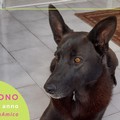 #AdottaUnAmico: Crono cerca casa