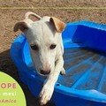 #AdottaUnAmico: Hope cerca casa