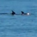 VIDEO - Una famiglia di delfini al largo di S.Spirito incanta i bagnanti