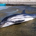 Delfino morto sulla spiaggia di S.Spirito: a ucciderlo, forse, un ammasso di plastica