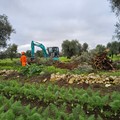 Xylella a Bitonto, espiantato ulivo infetto. Paolicelli: «Intervenuti tempestivamente»