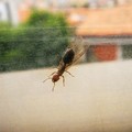 Invasione di formiche alate a Bitonto e in provincia: ecco perché