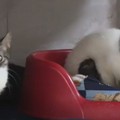 Canile e gattile di Bitonto: arriva il video della Cooperativa Tasha