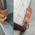  "Rapito " il gatto di quartiere di piazza Marena, a Bitonto