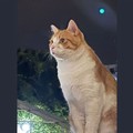 Giuliano, il gatto di quartiere, ucciso da un pirata della strada
