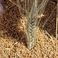 Prezzo del grano duro, Gennaro Sicolo: «Occorre tutela della giusta redditività»
