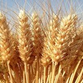 Cala ancora il prezzo del grano: la preoccupazione di Coldiretti Puglia