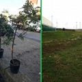 Nuovi alberi piantati a Bitonto grazie ad #AlberiPerIlFuturo