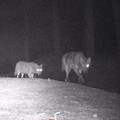 Due lupi avvistati a Bitonto sulla Murgia del Ceraso