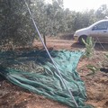 Ladro solitario ruba 4 quintali di olive. Fermato dal Consorzio Custodia Campi