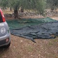 Ladro di olive in trasferta a Giovinazzo. Colto sul fatto un 70enne