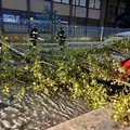 Maltempo a Bitonto, alberi si abbattono su auto in via d'Angiò