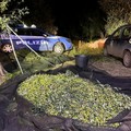 Ladri a caccia dell'oro verde: maxi furto di olive sventato a Bitonto