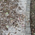 Esche topicide abbandonate in Villa Comunale: Lorusso ed Altamura chiedono maggiori controlli