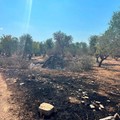 Incendi nelle campagne, Natilla: «Controlli straordinari per fermare i criminali»