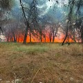 Incendio nel bosco di Bitonto, Putignano: «Prevenzione deve diventare una priorità»