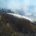 Incendio di sterpaglie lungo la Sp156: le Guardie Ambientali salvano Lama Balice