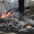 Rifiuti a fuoco tra Bitonto e Terlizzi: in fumo 500 metri di vegetazione e pini secolari